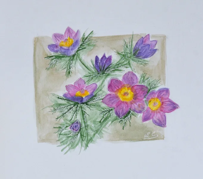Pulsatilla, Koniklec (2021)