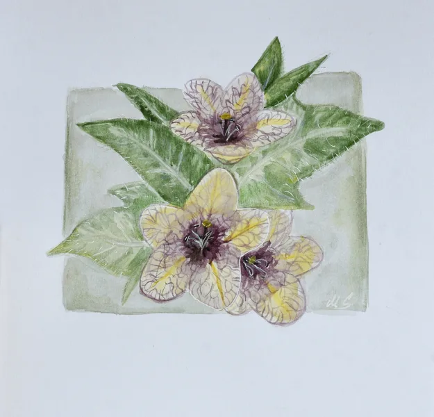 Henbane, Blín (2020)